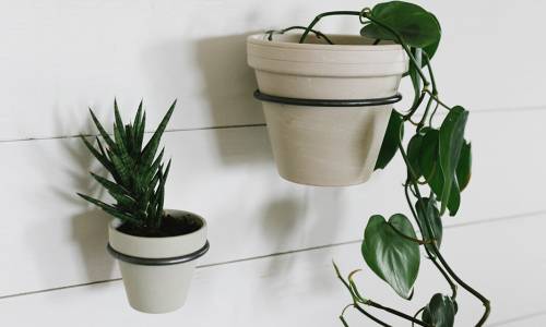 Metal Wall Plant Holders - large and small holding plants on the wall